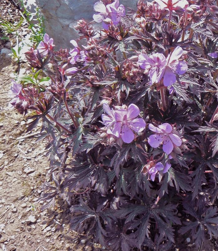 Geranium pratense Dark Reiter