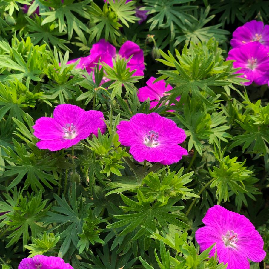 Geranium sanguineum Max Frei