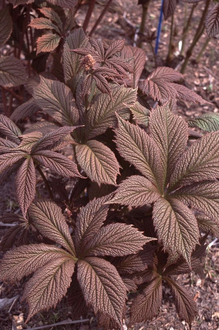Rodgersia pinnata Chocolate Wing
