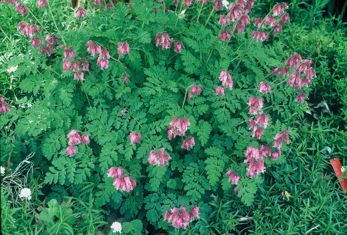 Dicentra hybrid Luxuriant