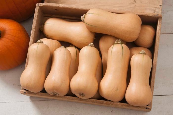 Cucurbita moschata Butterscotch