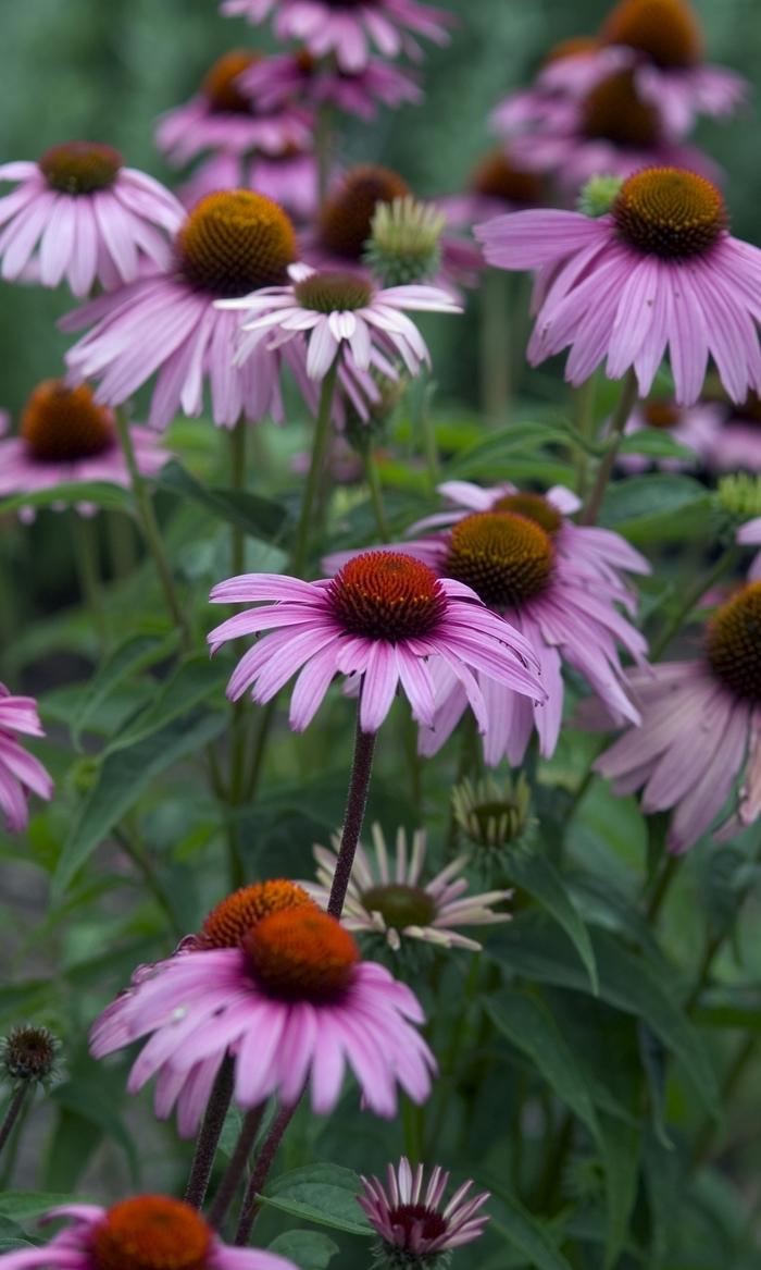 Echinacea purpurea Magnus