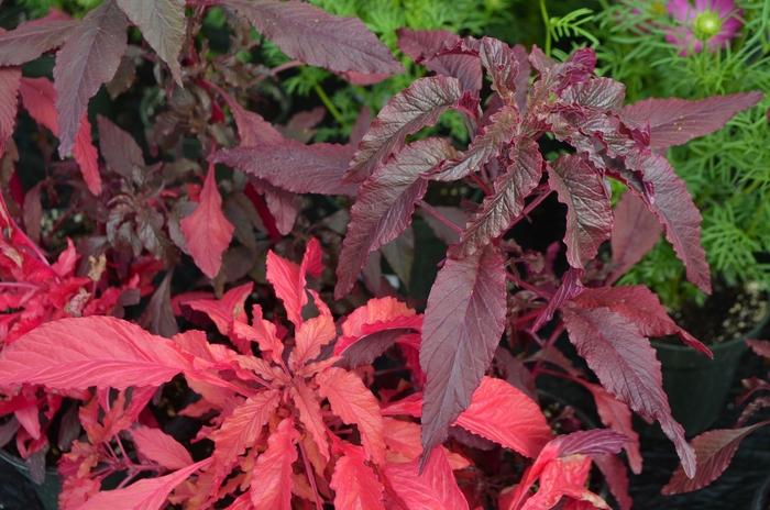 Amaranthus gangeticus Molten Fire