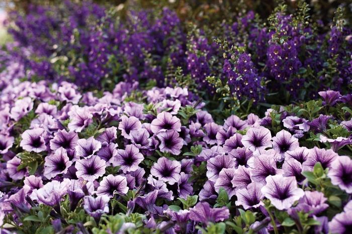 Petunia Bordeaux™