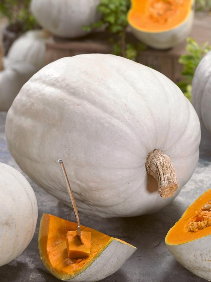 Cucurbita maxima Super Moon