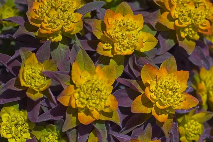 Euphorbia polychroma Bonfire