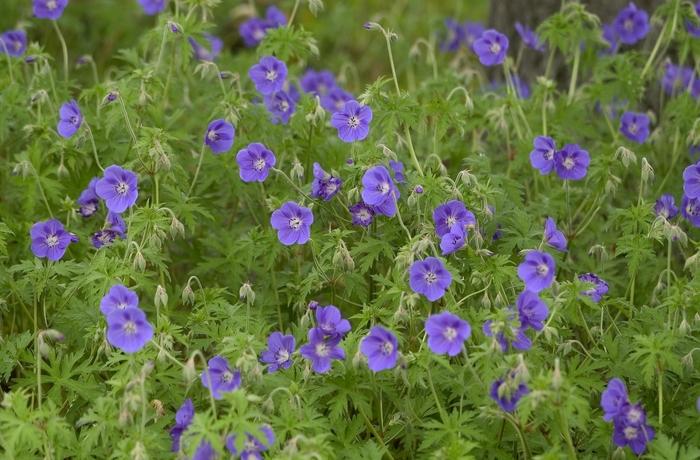Geranium Brookside
