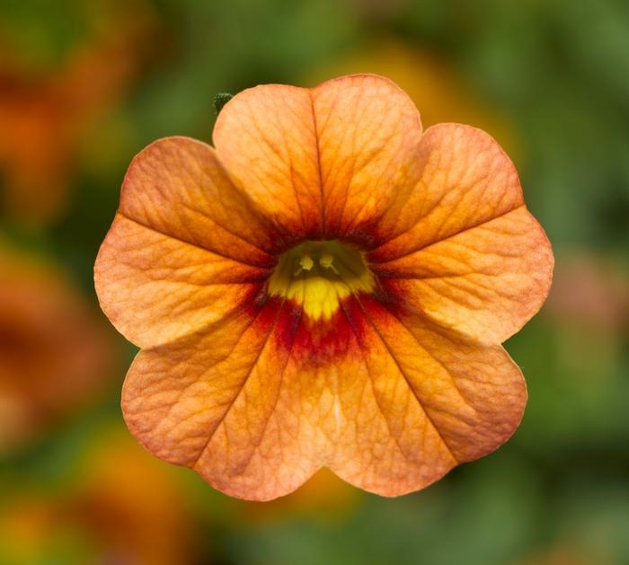 Calibrachoa Apricot