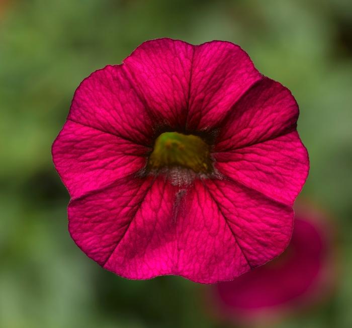 Calibrachoa Burgundy