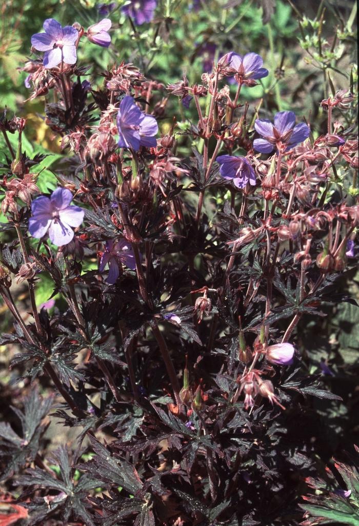 Geranium pratense Hocus Pocus
