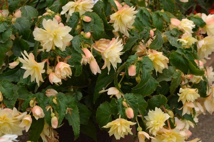 Begonia Cream
