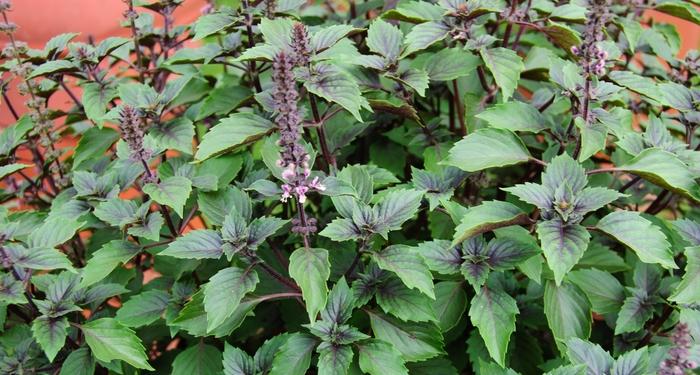Ocimum Wild Magic