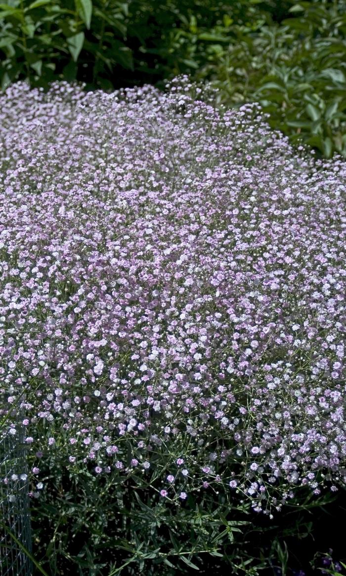 Gypsophila paniculata Pink Fairy