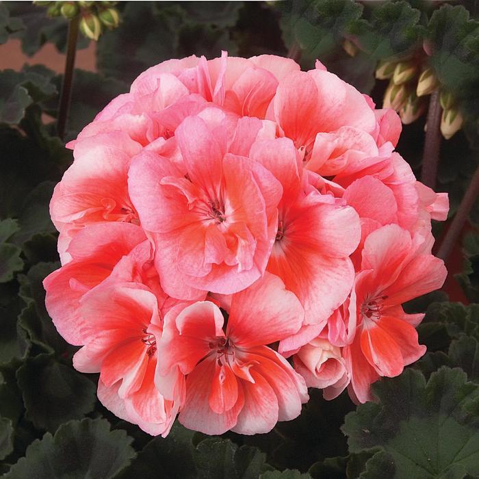 Pelargonium x hortorum 'Light Salmon' Zonal Geranium from Scotts Garden Centre