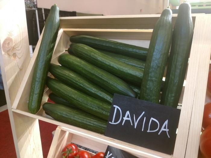 Cucumis sativa Davida
