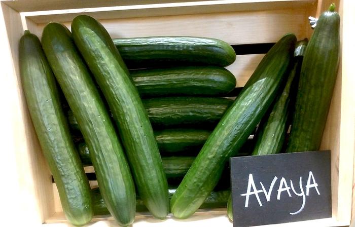 Cucumis sativa Avaya