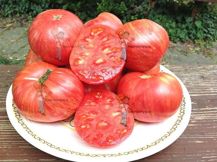 Solanum lycopersicum Torero