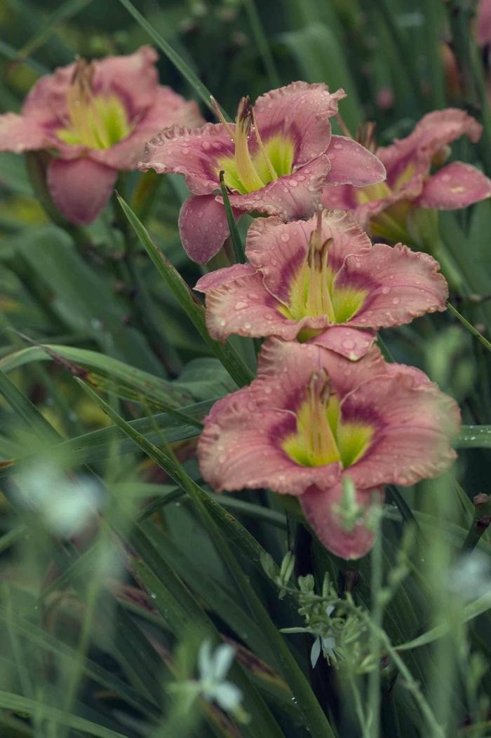 Hemerocallis Elegant Candy