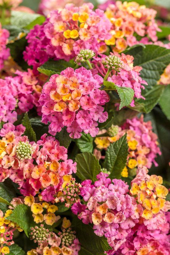 Lantana Camara - Shrub Verbena from Scotts Garden Centre