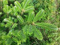 Abies Fraseri 'Fraser Fir' - from Scotts Garden Centre
