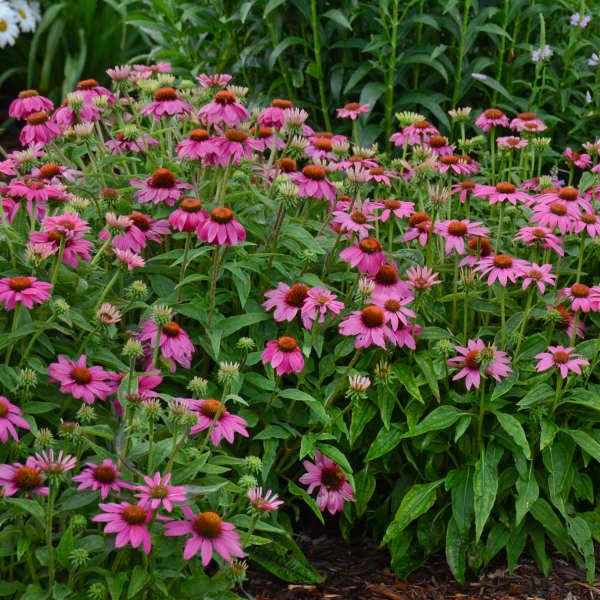 Echinacea Pow Wow - Coneflower from Scotts Garden Centre