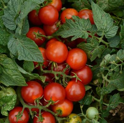 Solanum lycopersicum Little Bing