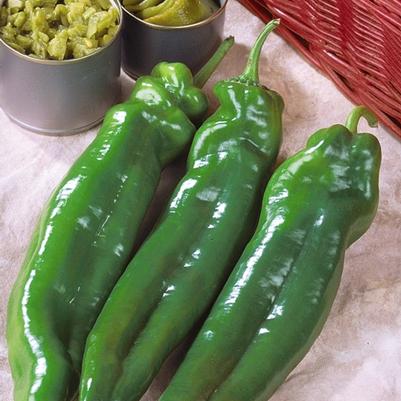 Capsicum annuum Big Chili