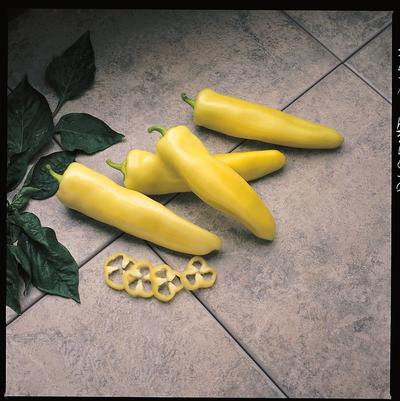 Capsicum annuum Pageant