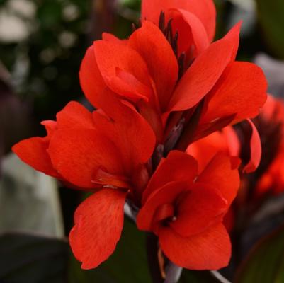Canna x generalis Bronze Scarlet