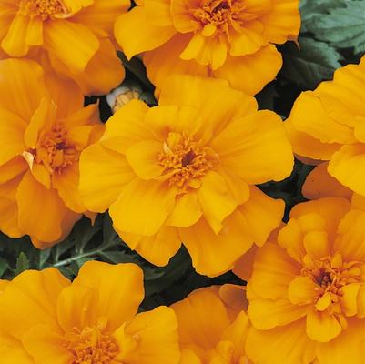 Tagetes patula Orange
