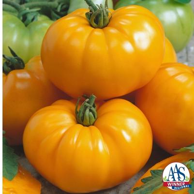 Solanum lycopersicum Chef's Choice Yellow