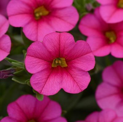 Calibrachoa Compact Pink