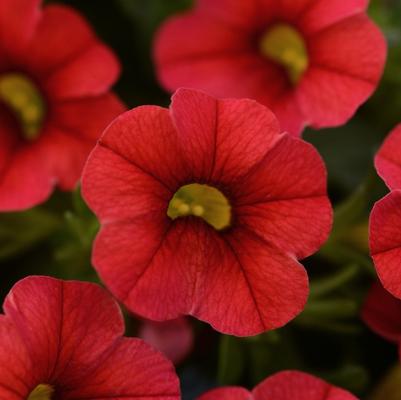 Calibrachoa Compact Red