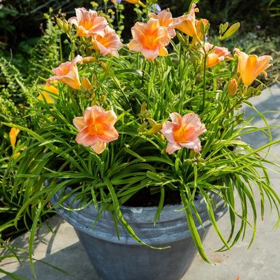 Hemerocallis Pink Wing