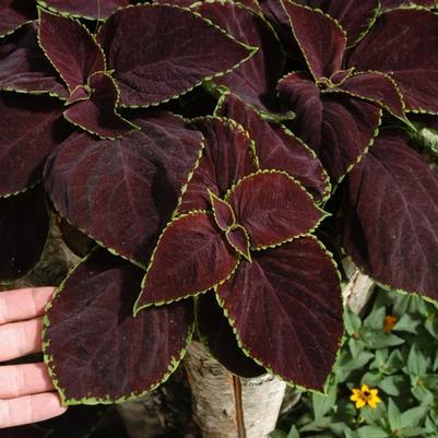 Solenostemon scutellarioides Chocolate Mint