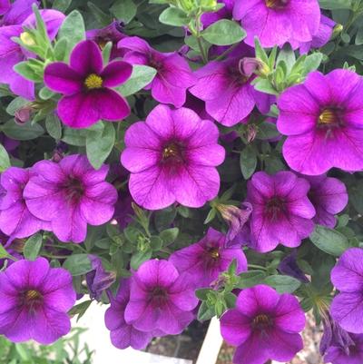Calibrachoa Classic Blue Velvet