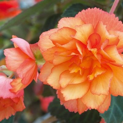 Begonia x tuberhybrida Golden Picotee