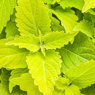 Solenostemon scutellarioides Lime Time™