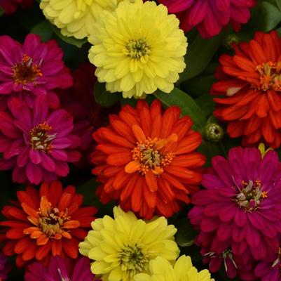 Zinnia marylandica Brilliant Mixture