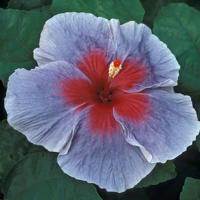 Hibiscus Blue Lagoon