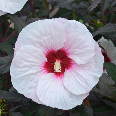 Hibiscus Mocha Moon