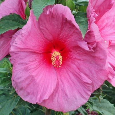 Hibiscus Fantasia