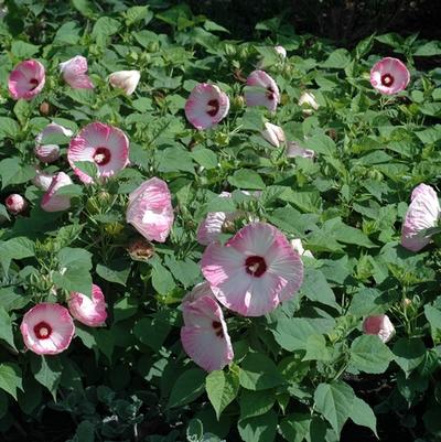 Hibiscus moscheutos Luna Pink Swirl
