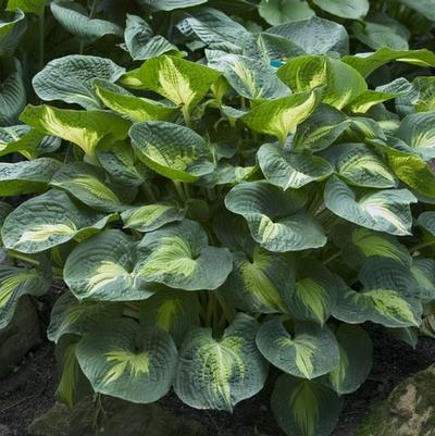 Hosta Dream Weaver