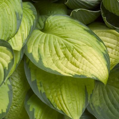 Hosta Gold Standard