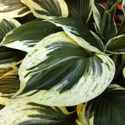 Hosta Independence