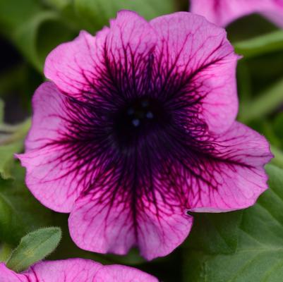 Petunia Blueberry
