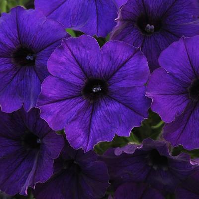Petunia Blue