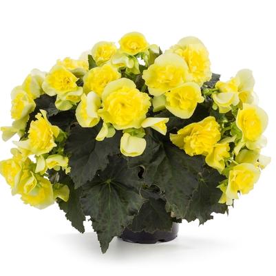 Begonia x hiemalis Yellow Improved