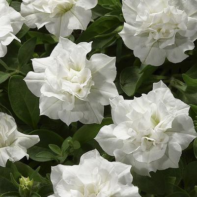 Petunia Double White